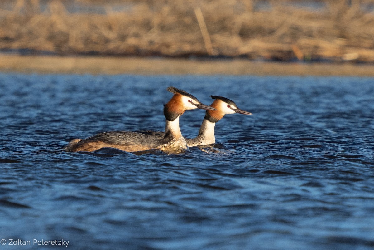 Great Crested Grebe - ML619363464