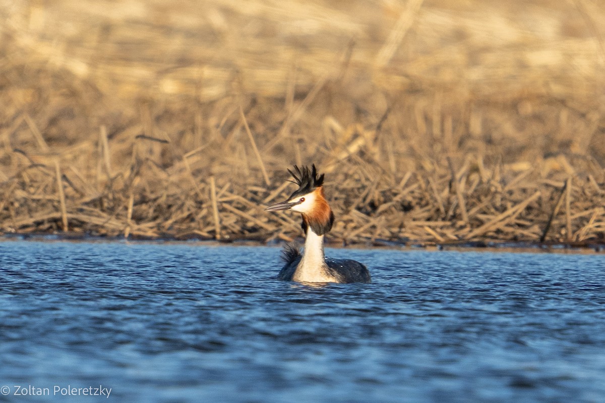 Great Crested Grebe - ML619363465