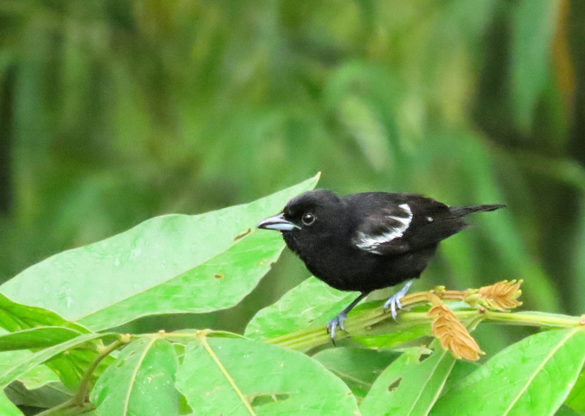 White-shouldered Tanager - ML619363476