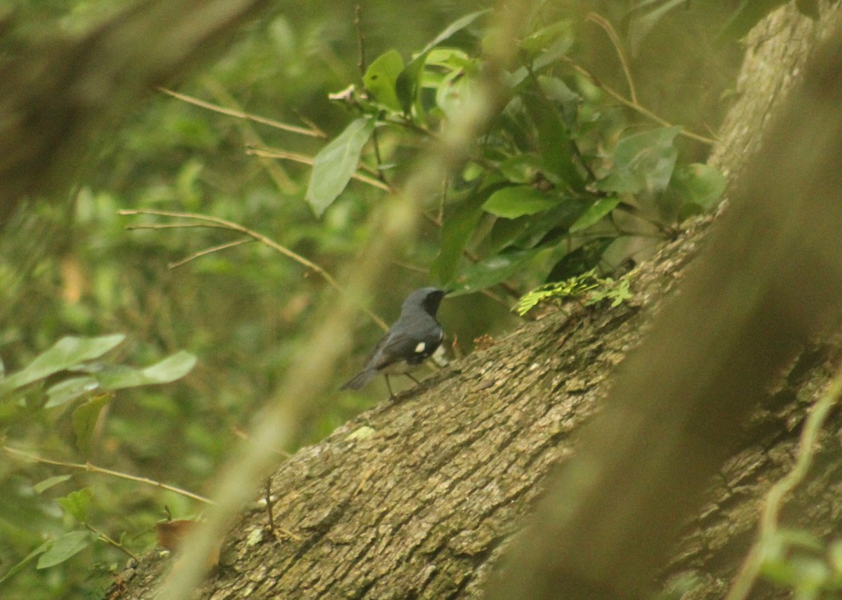 Black-throated Blue Warbler - ML619363550