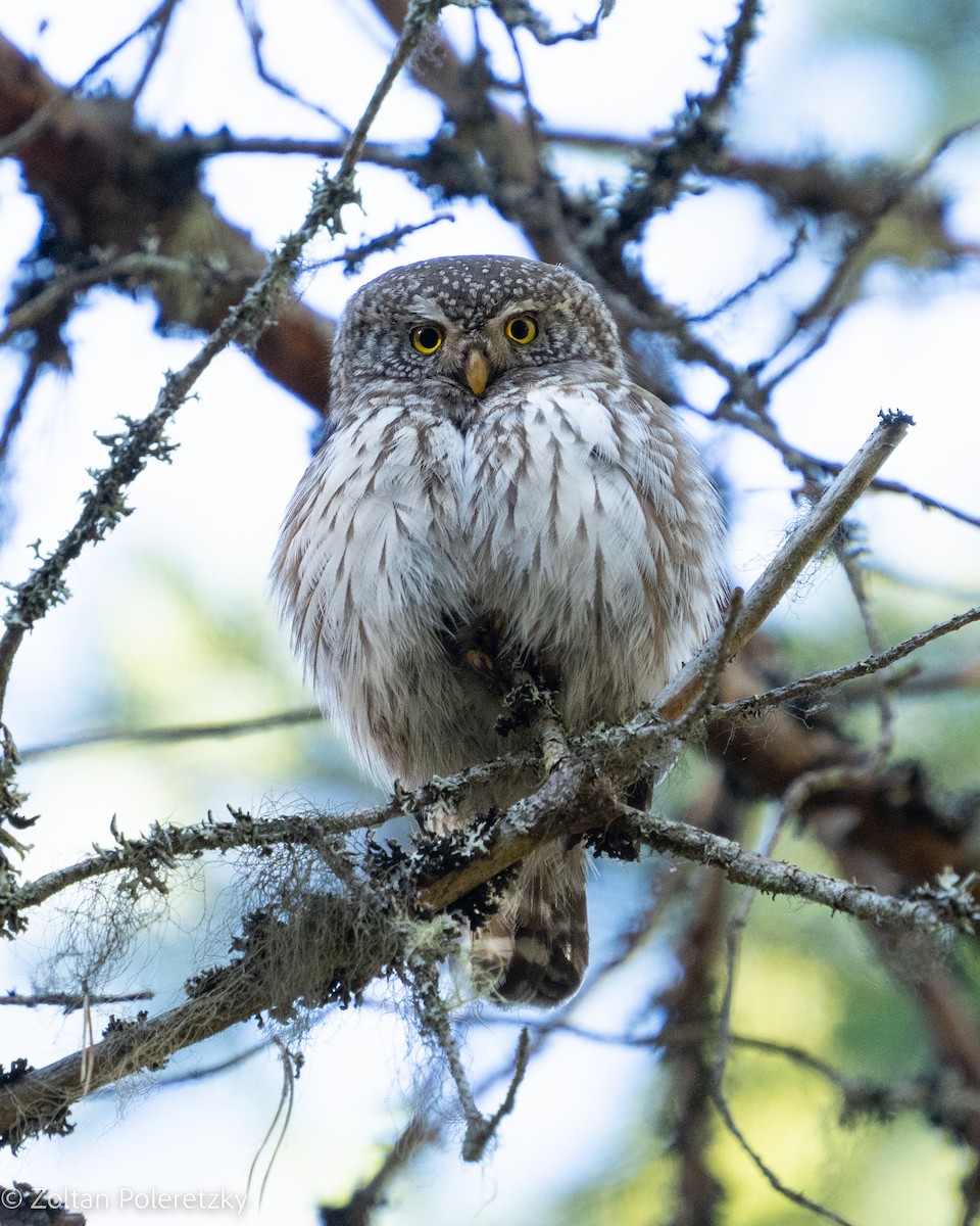 Eurasian Pygmy-Owl - ML619363558