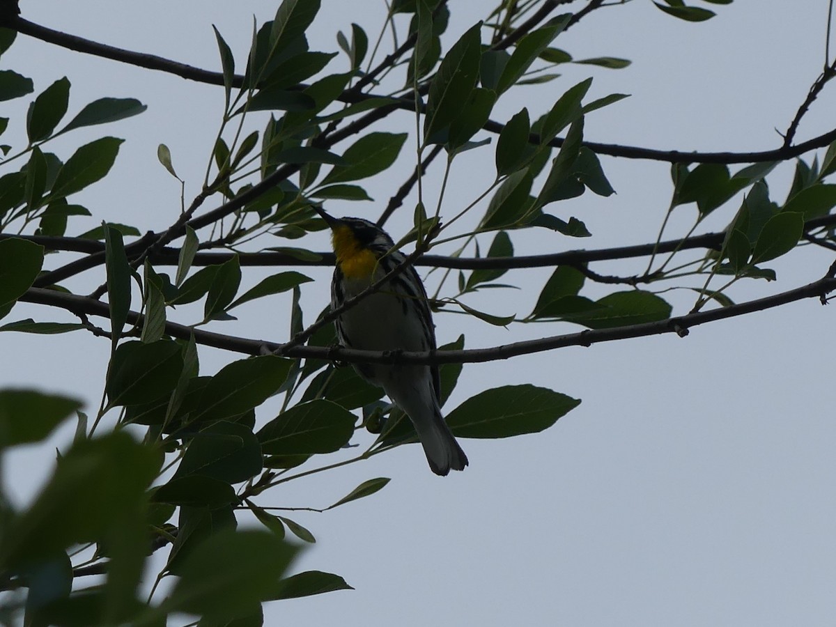 Yellow-throated Warbler - ML619363582
