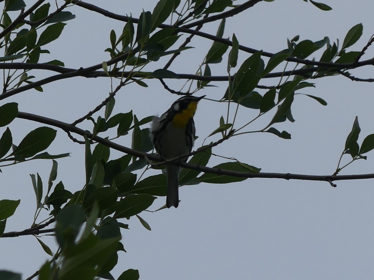 Yellow-throated Warbler - ML619363584