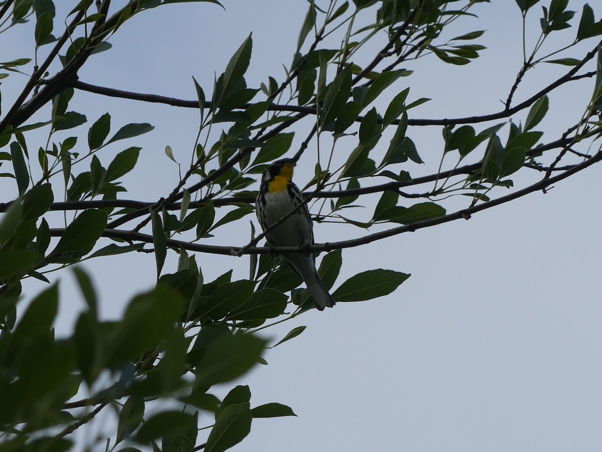 Yellow-throated Warbler - ML619363585