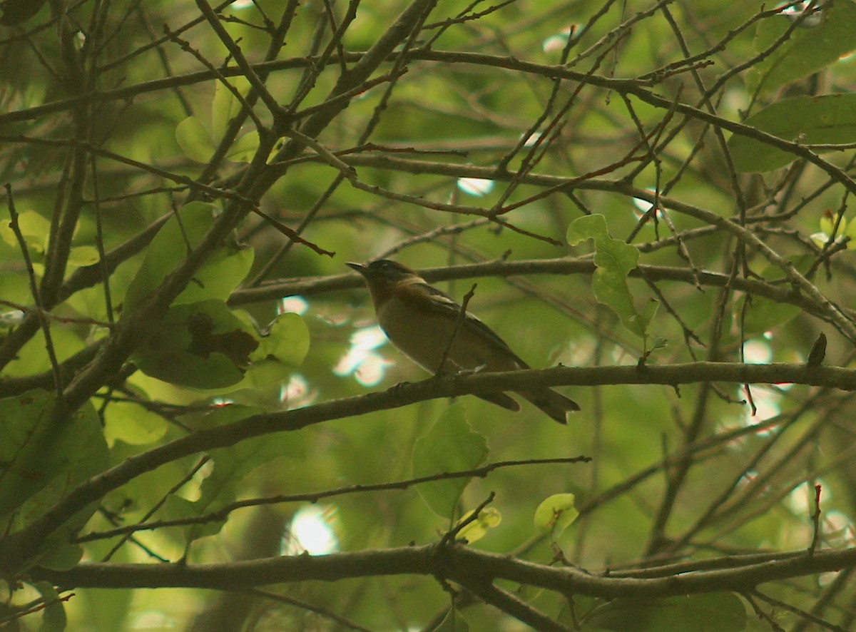 Bay-breasted Warbler - ML619363593