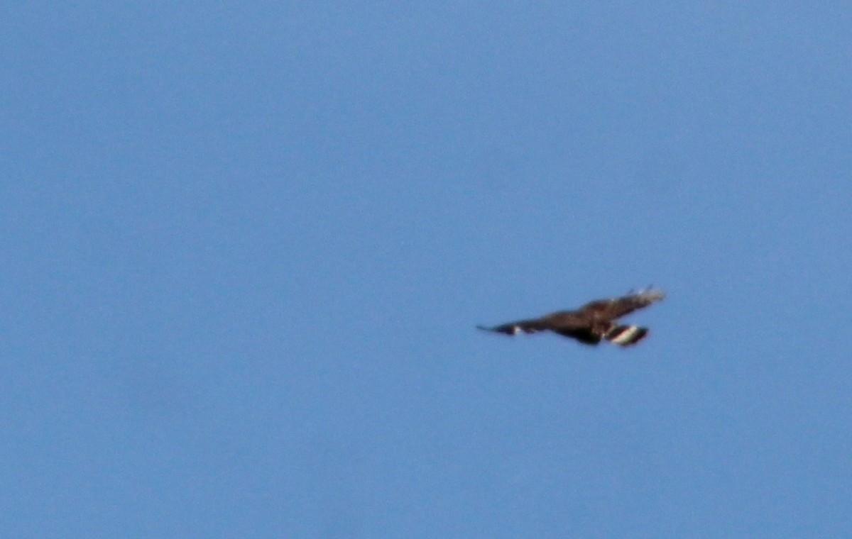 Broad-winged Hawk - ML619363599