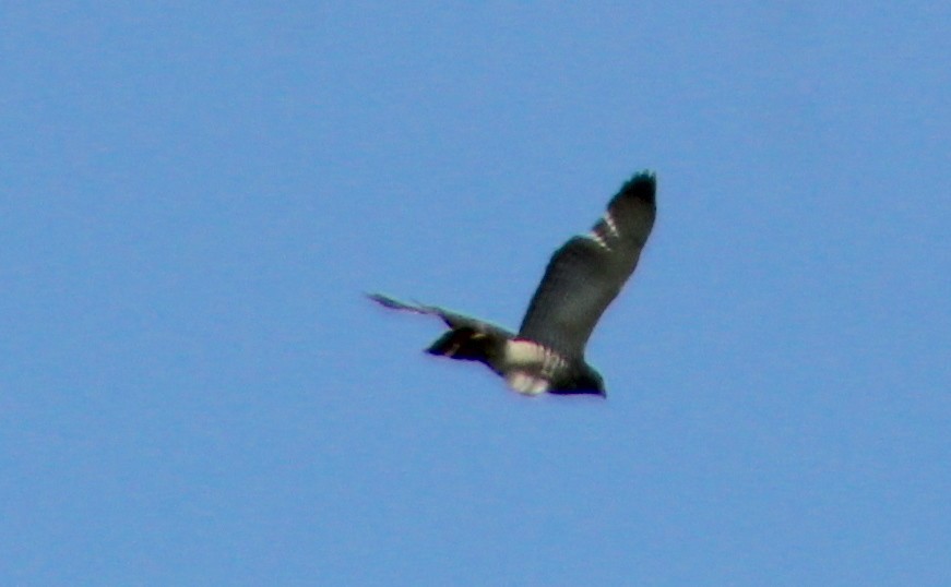 Broad-winged Hawk - ML619363617