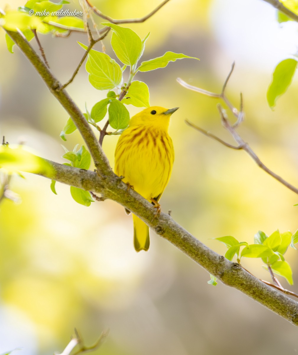 Yellow Warbler - ML619363636
