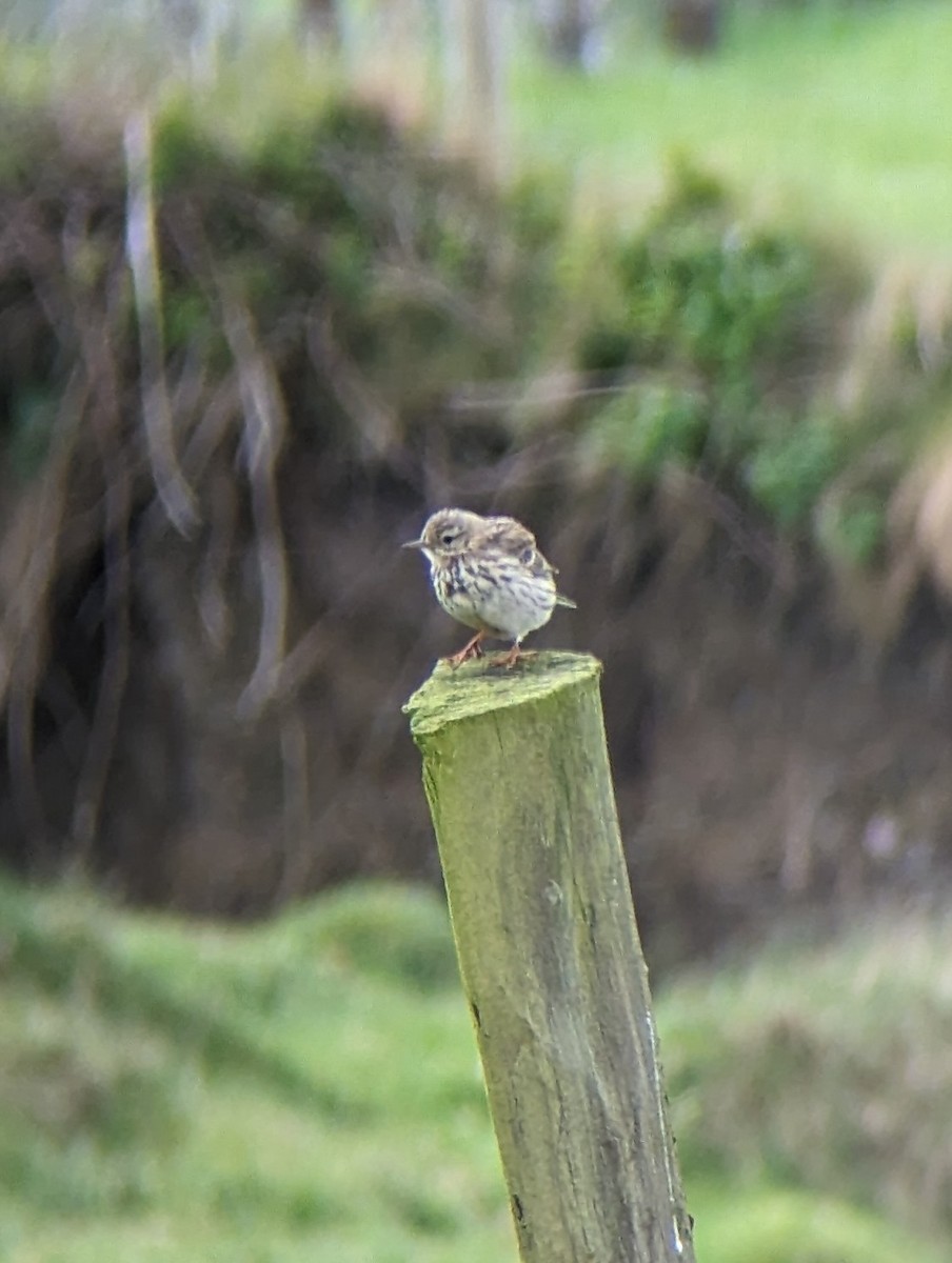 Meadow Pipit - ML619363653