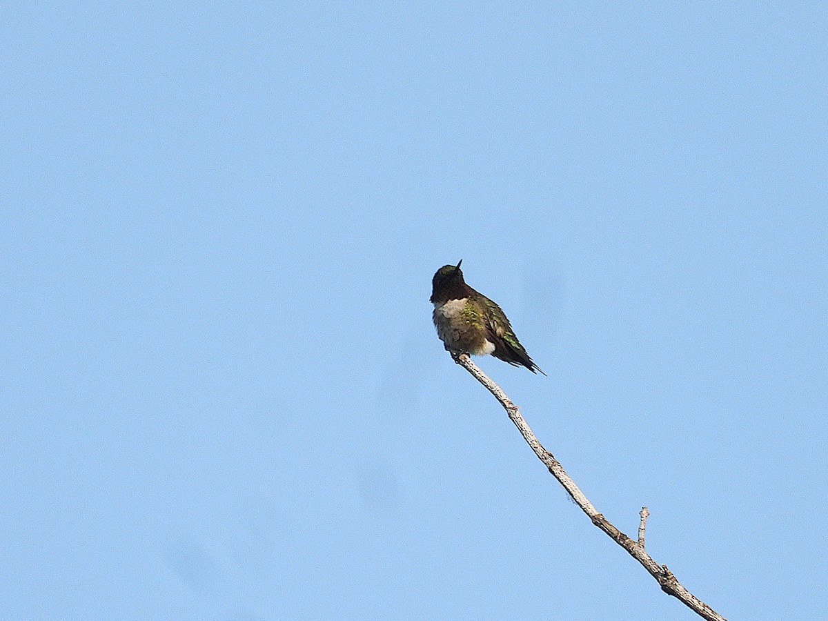 Ruby-throated Hummingbird - ML619363663
