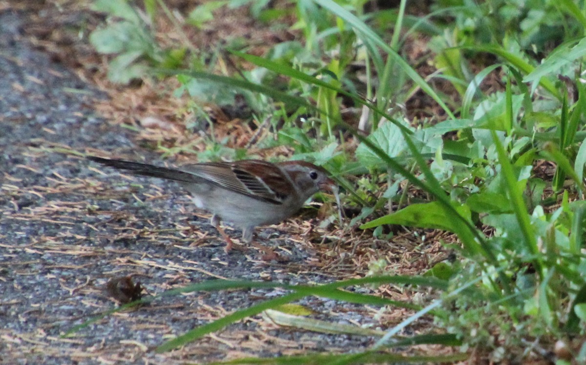 Field Sparrow - ML619363669