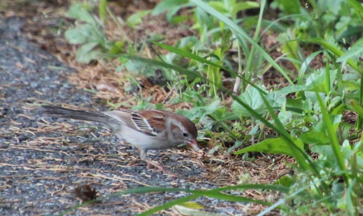 Field Sparrow - ML619363670