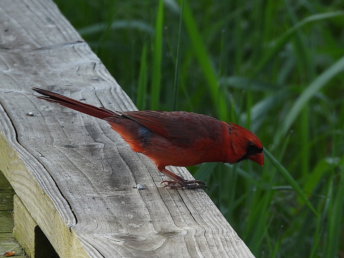 Cardinal rouge - ML619363739