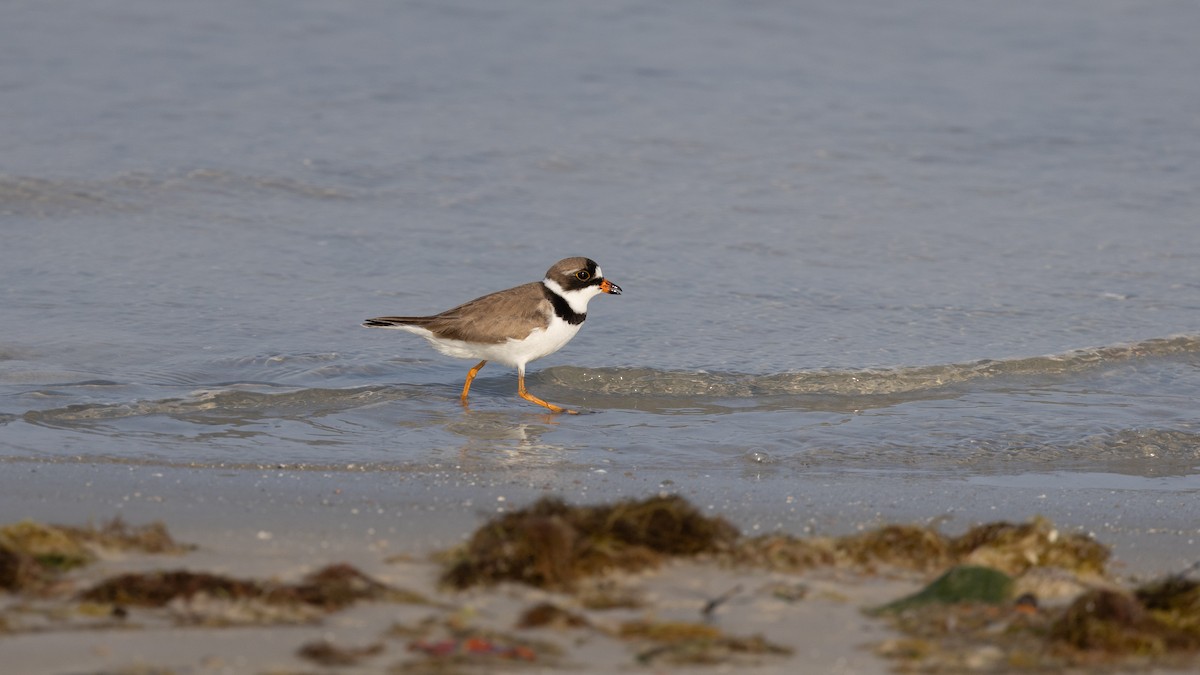 Semipalmated Plover - ML619363751