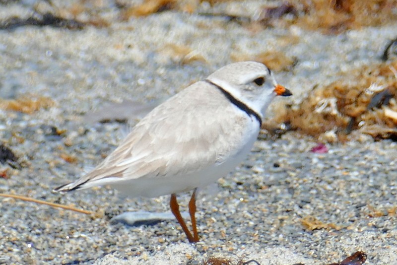 Piping Plover - ML619363779