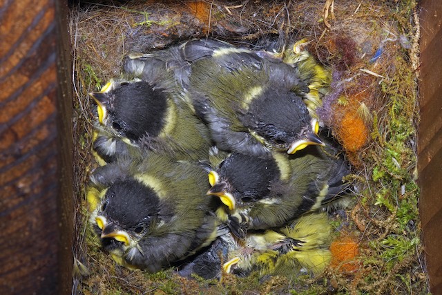 Nestlings. - Great Tit - 