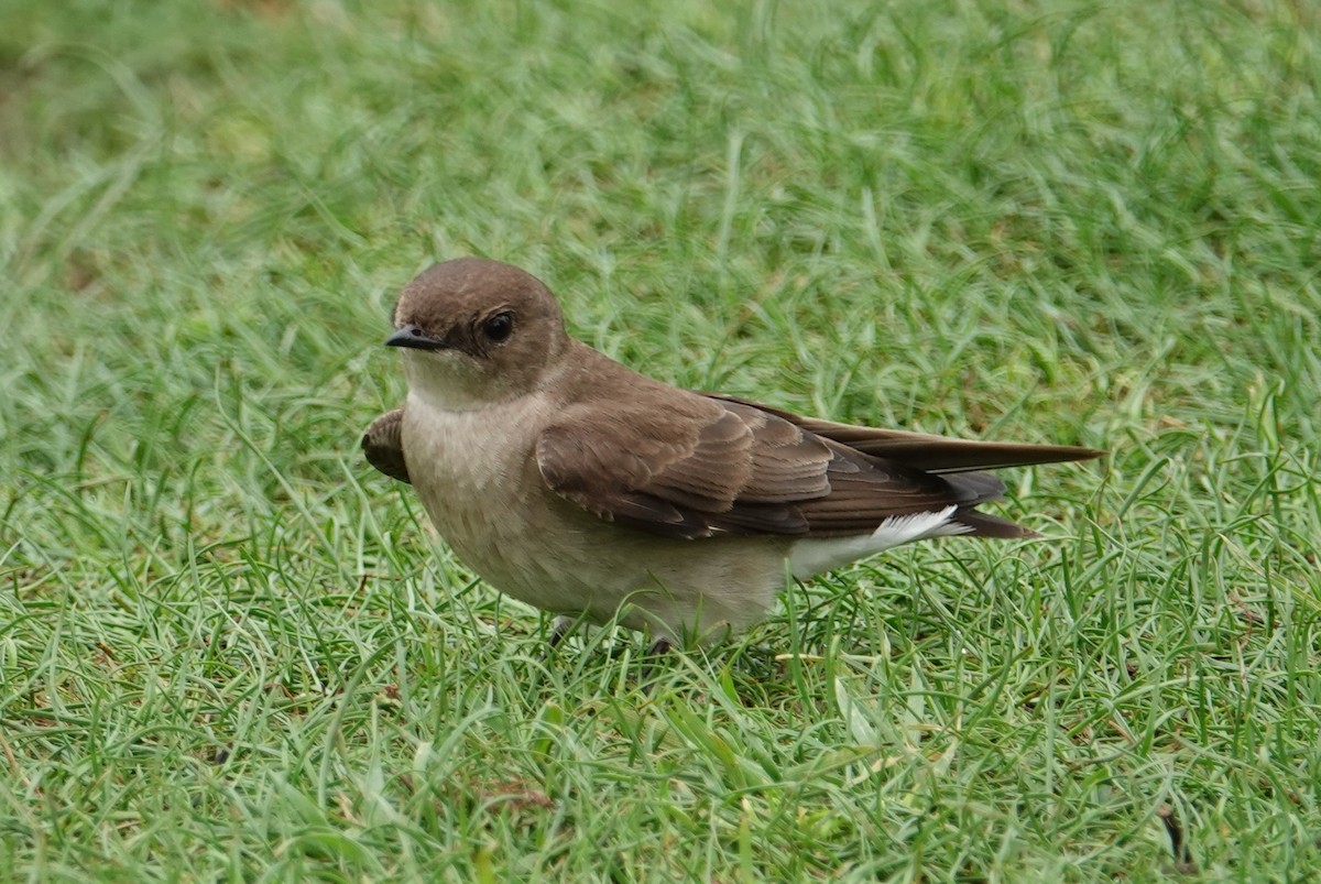 Northern Rough-winged Swallow - ML619363907