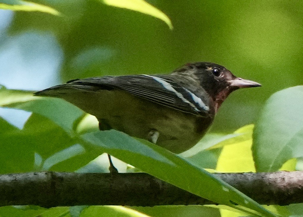 Bay-breasted Warbler - ML619363947