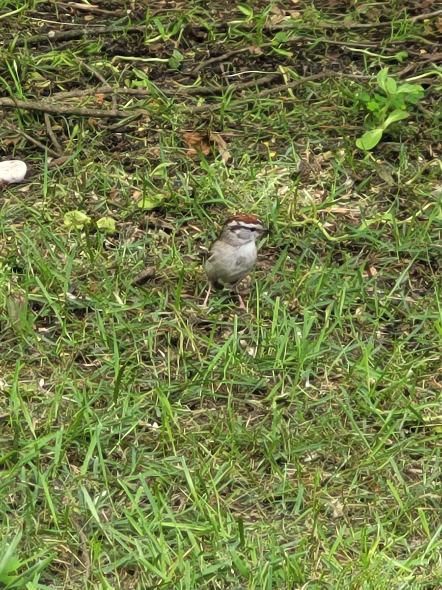 Chipping Sparrow - ML619363982