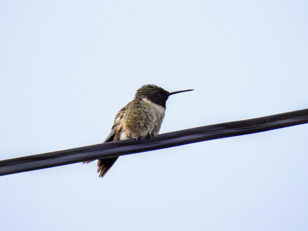 Ruby-throated Hummingbird - ML619363989