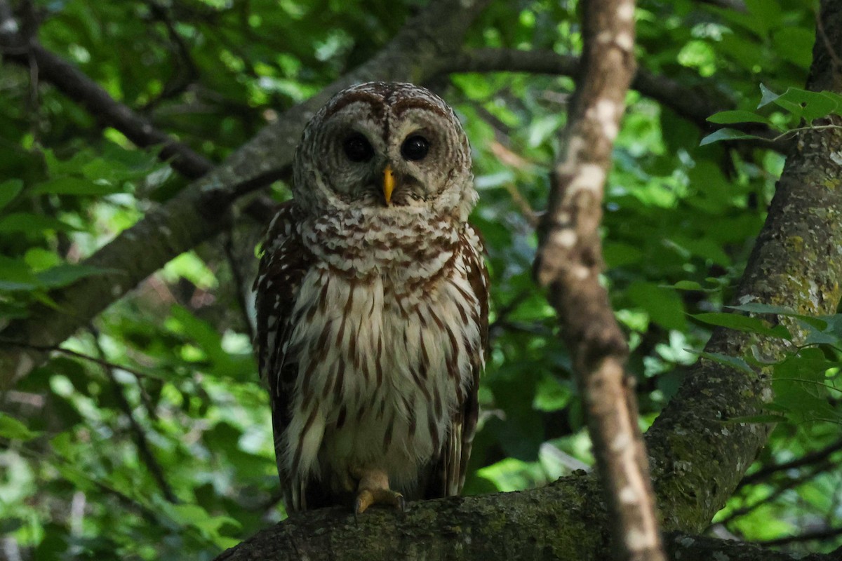 Barred Owl - ML619364042