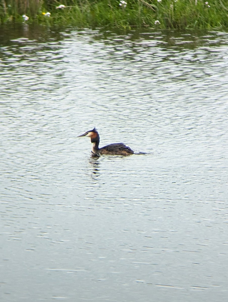 Great Crested Grebe - ML619364060