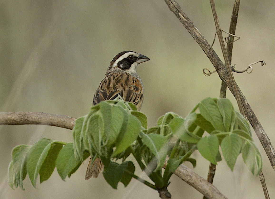Stripe-headed Sparrow - ML619364082
