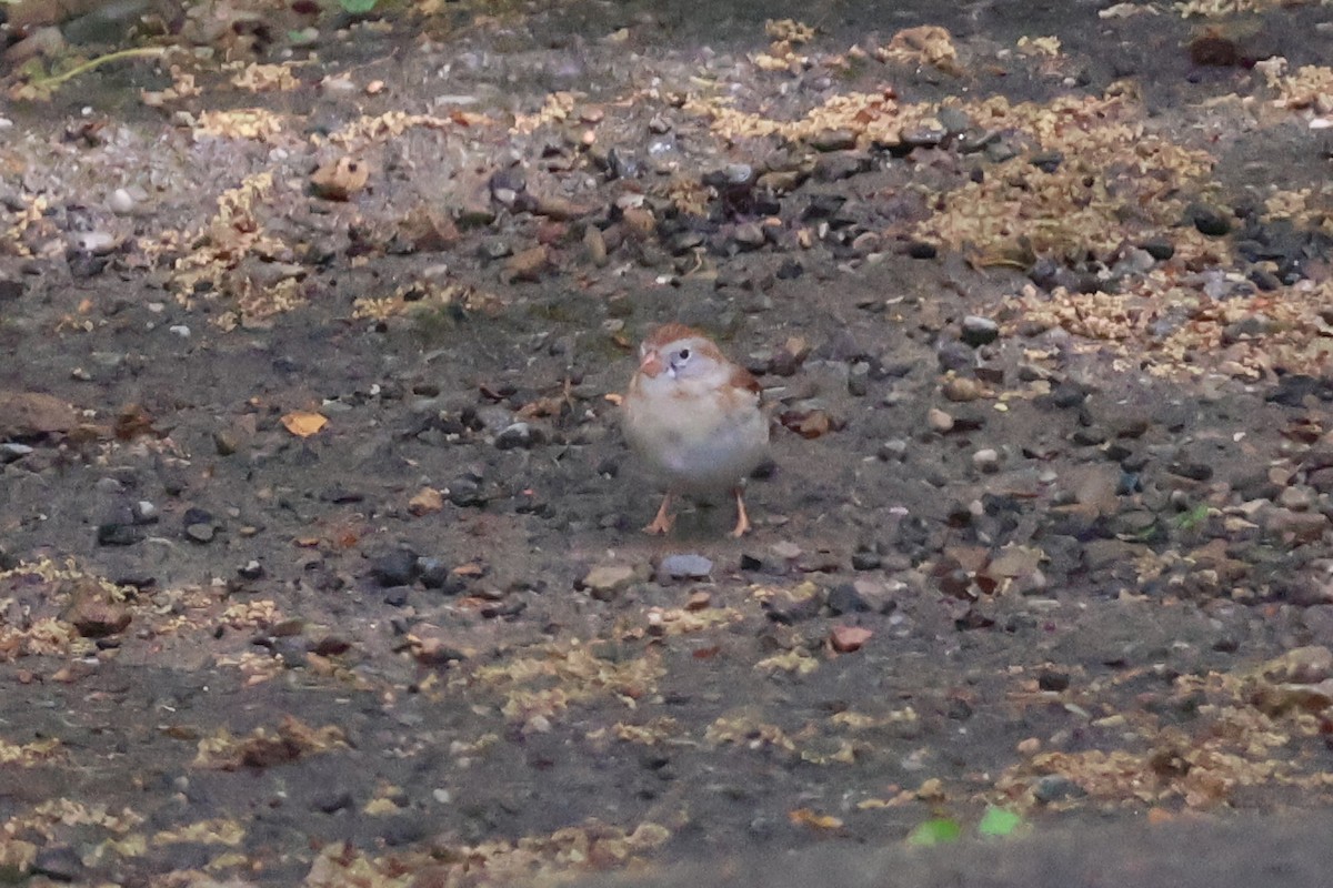 Field Sparrow - ML619364101