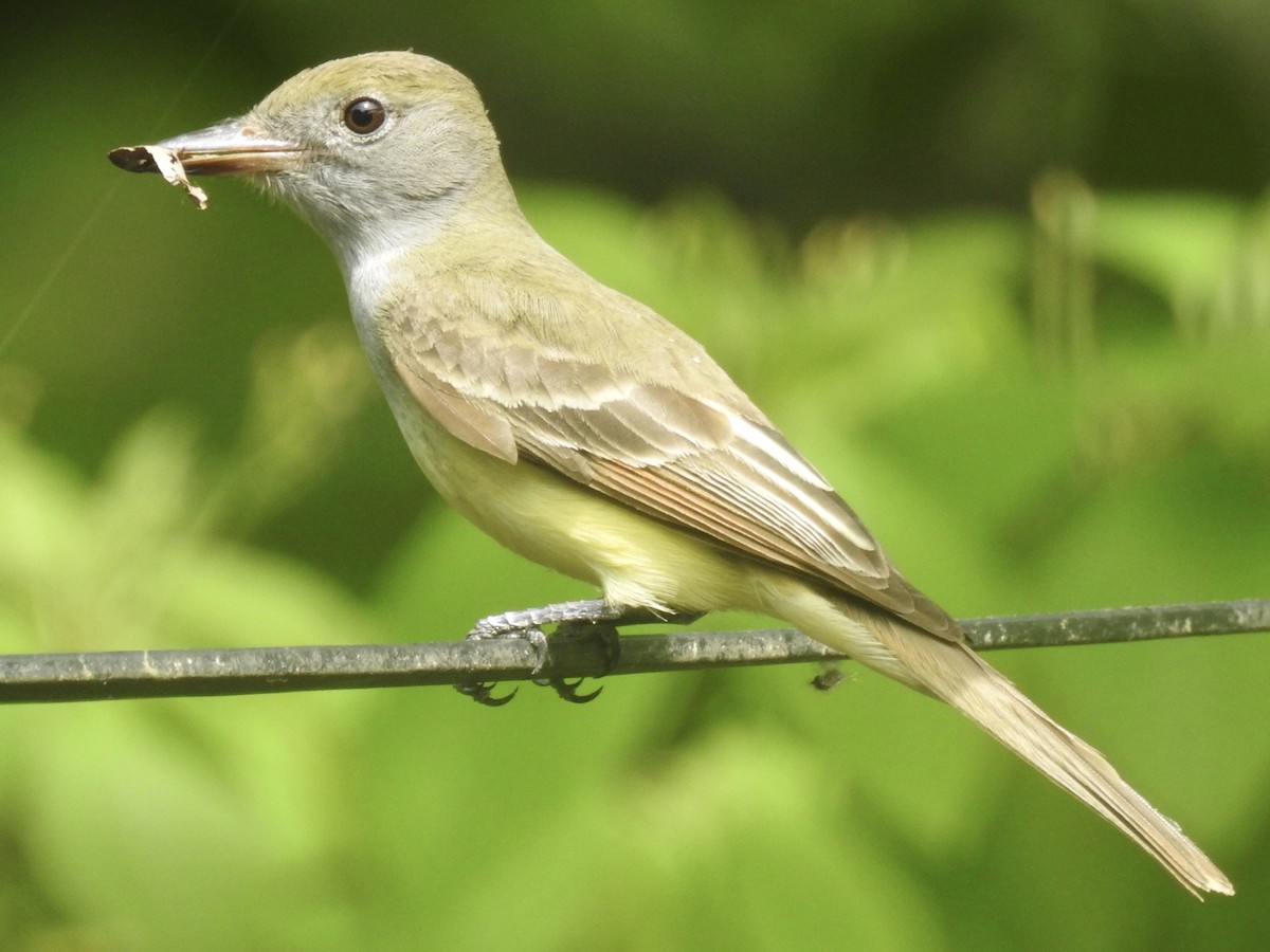 Great Crested Flycatcher - ML619364107