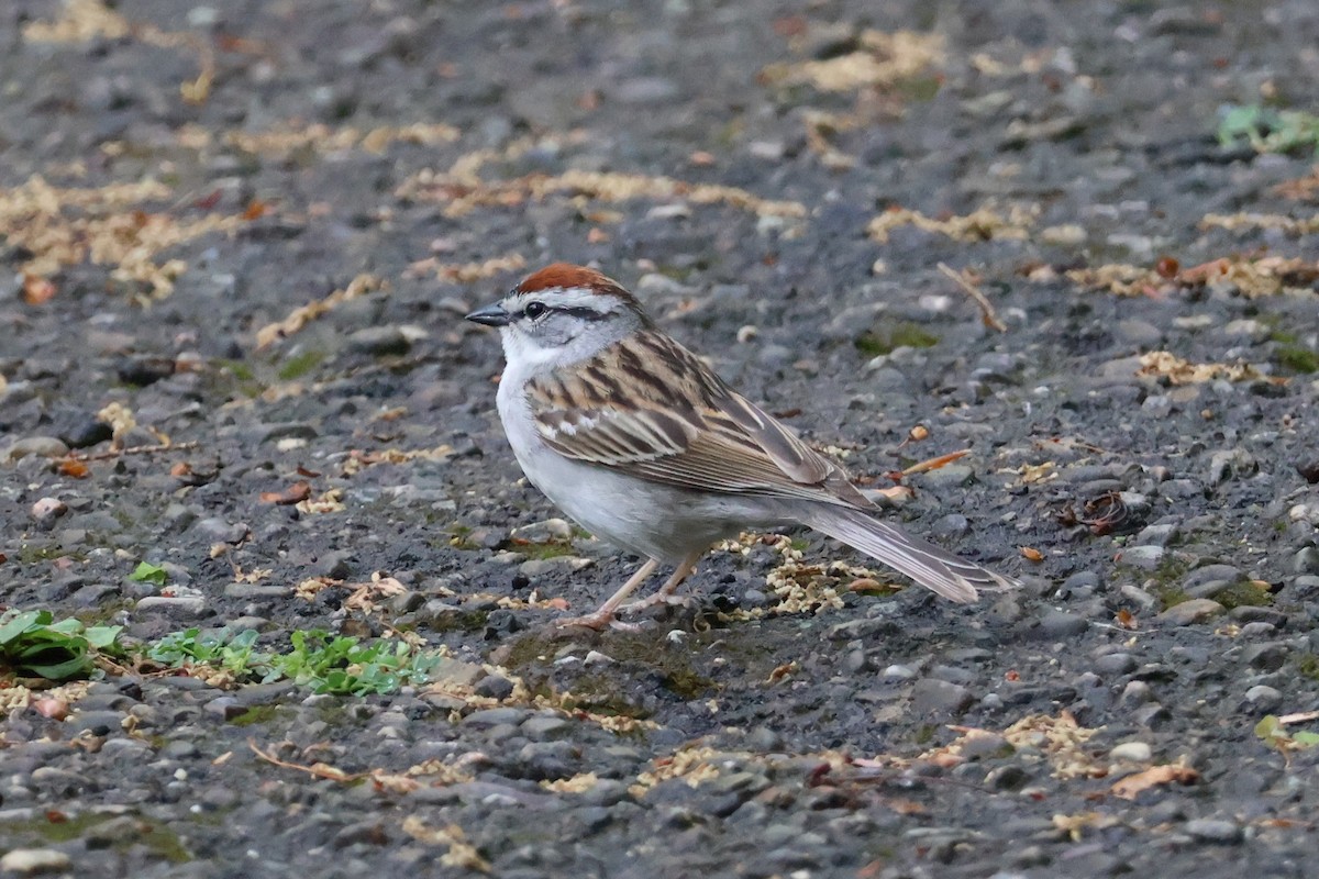 Chipping Sparrow - ML619364109