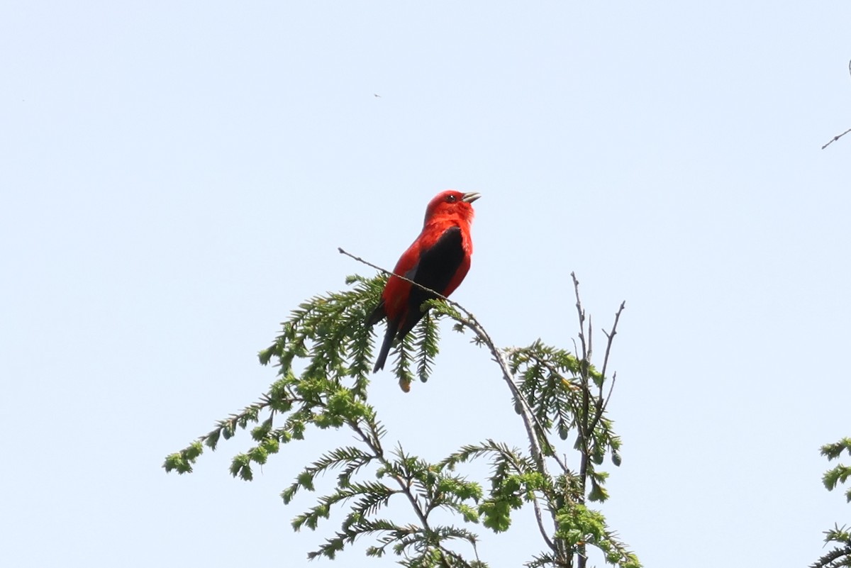 Scarlet Tanager - ML619364150