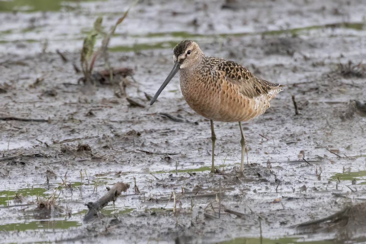 Long-billed Dowitcher - ML619364175