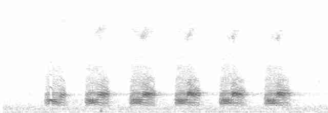 Trogon élégant (groupe ambiguus) - ML619364213