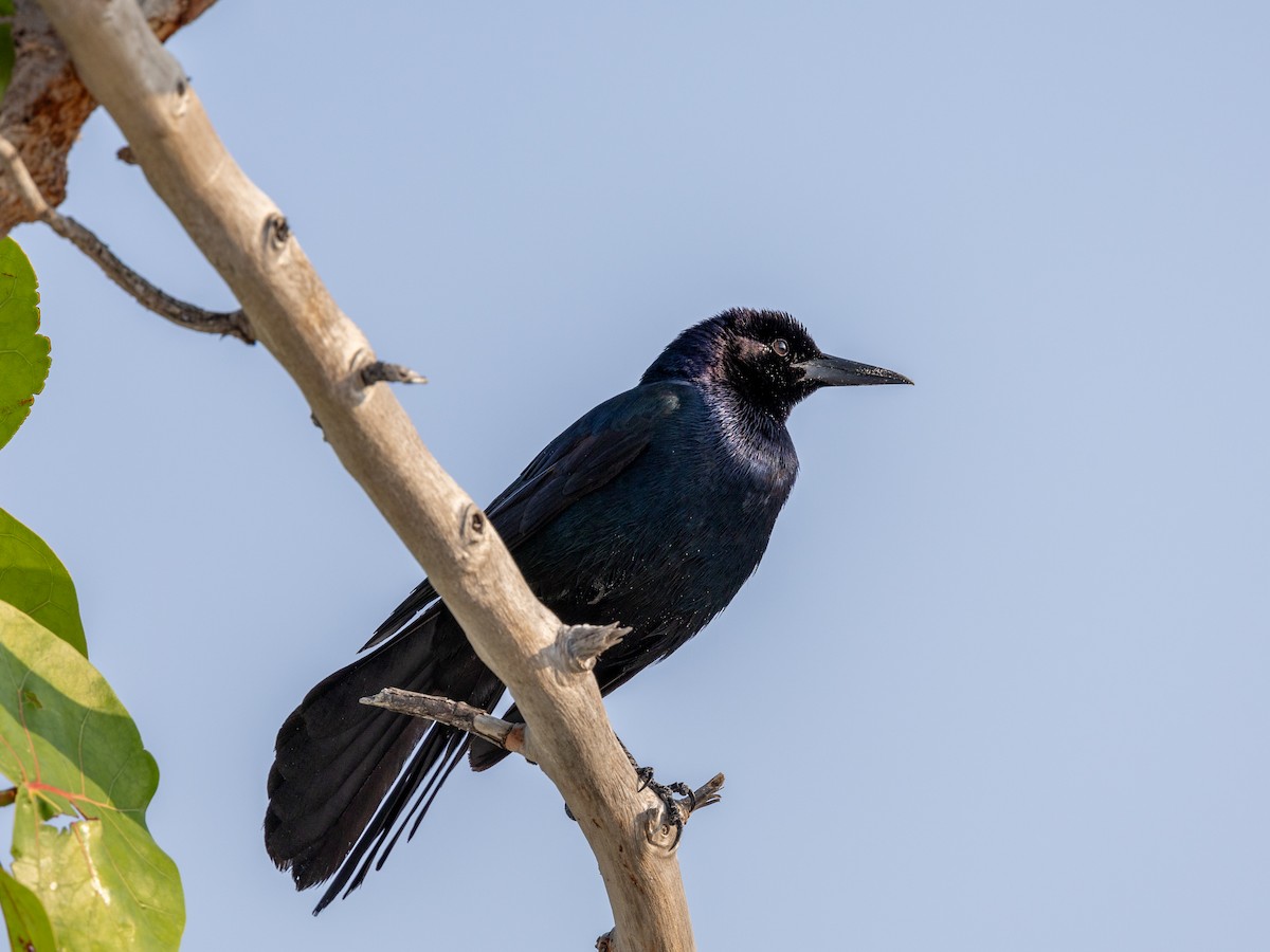 Boat-tailed Grackle - ML619364217