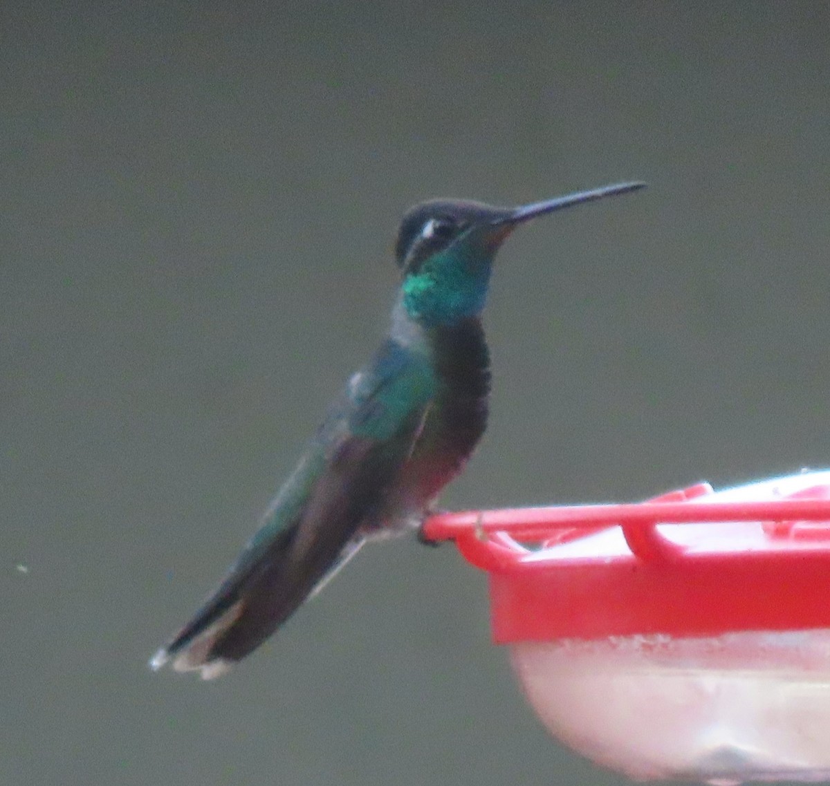 Rivoli's Hummingbird - ML619364236