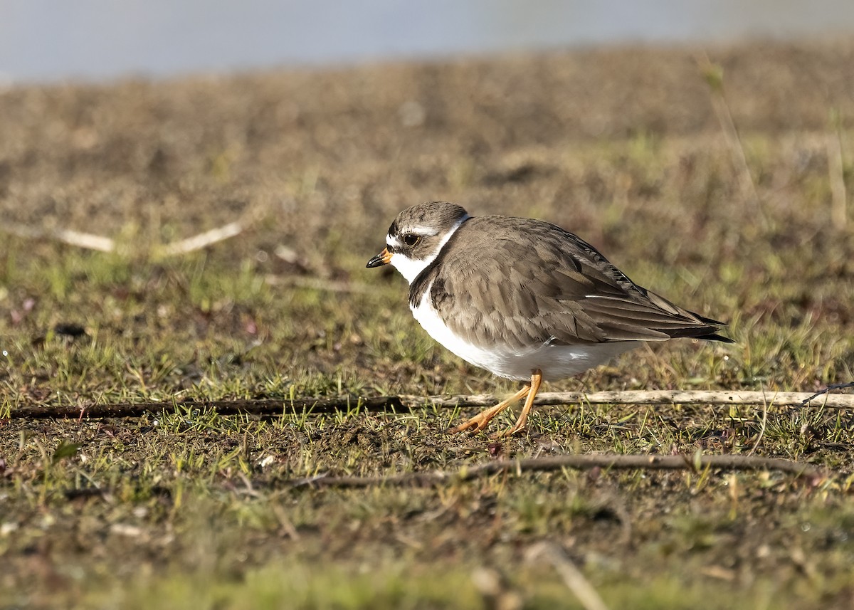 Semipalmated Plover - ML619364316