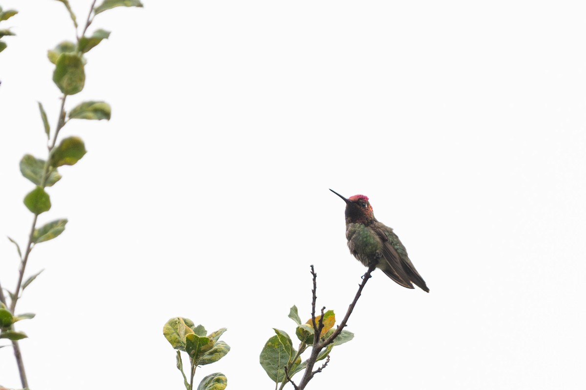 Anna's Hummingbird - ML619364393