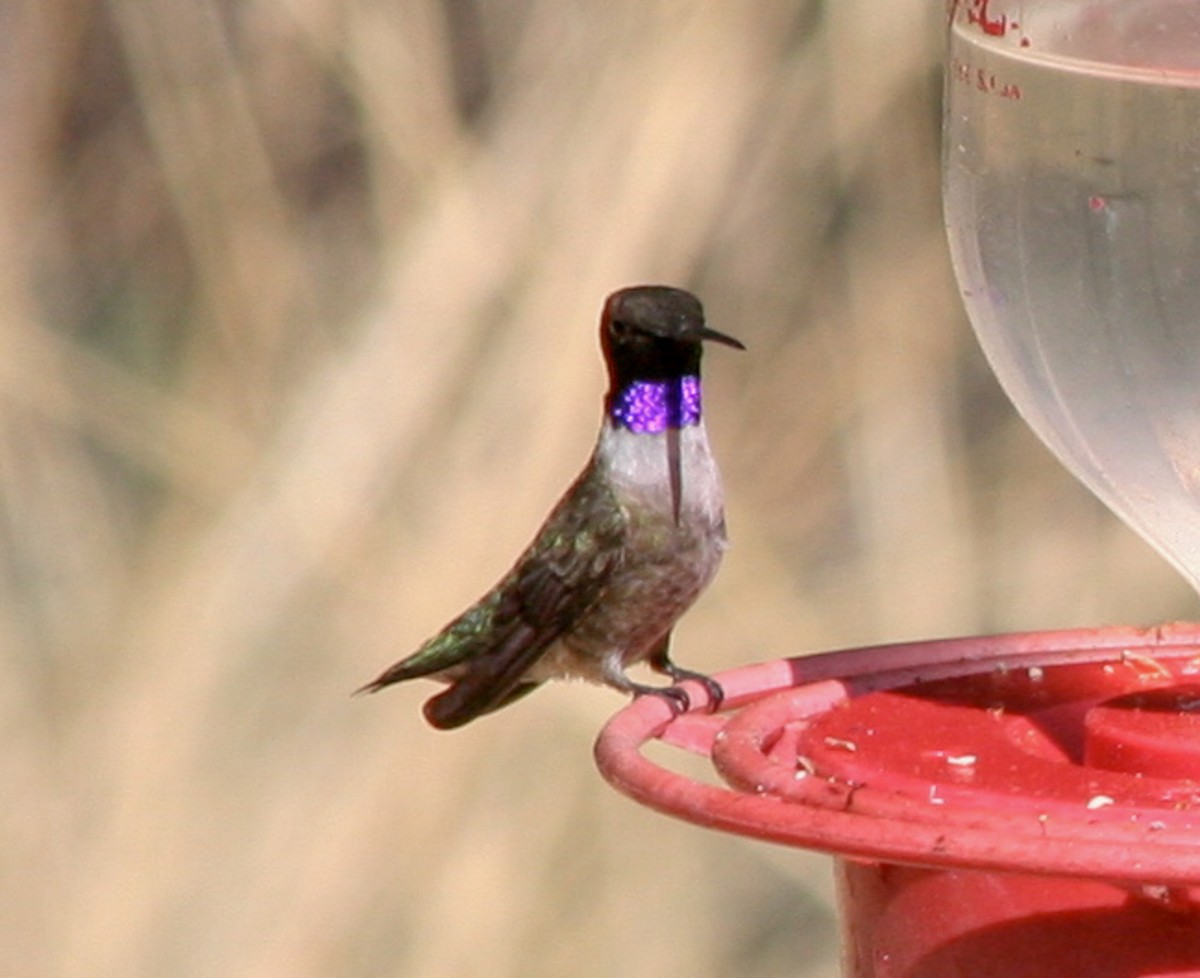 Black-chinned Hummingbird - ML619364405