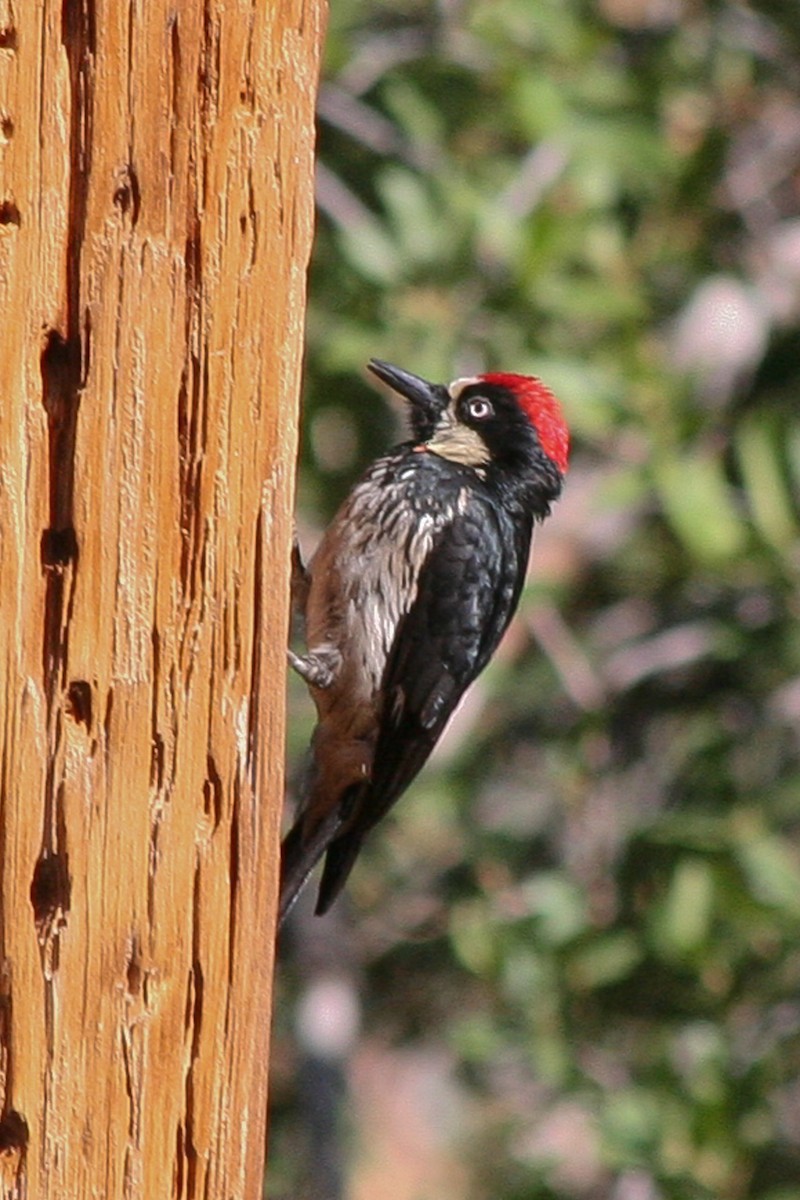 Acorn Woodpecker - ML619364429