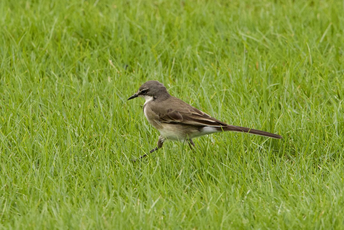 Cape Wagtail - ML619364433