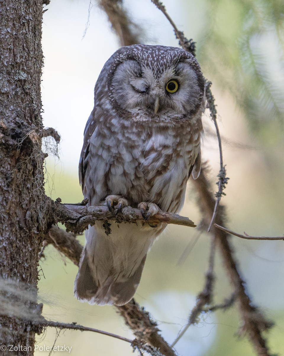 Boreal Owl (Tengmalm's) - ML619364442