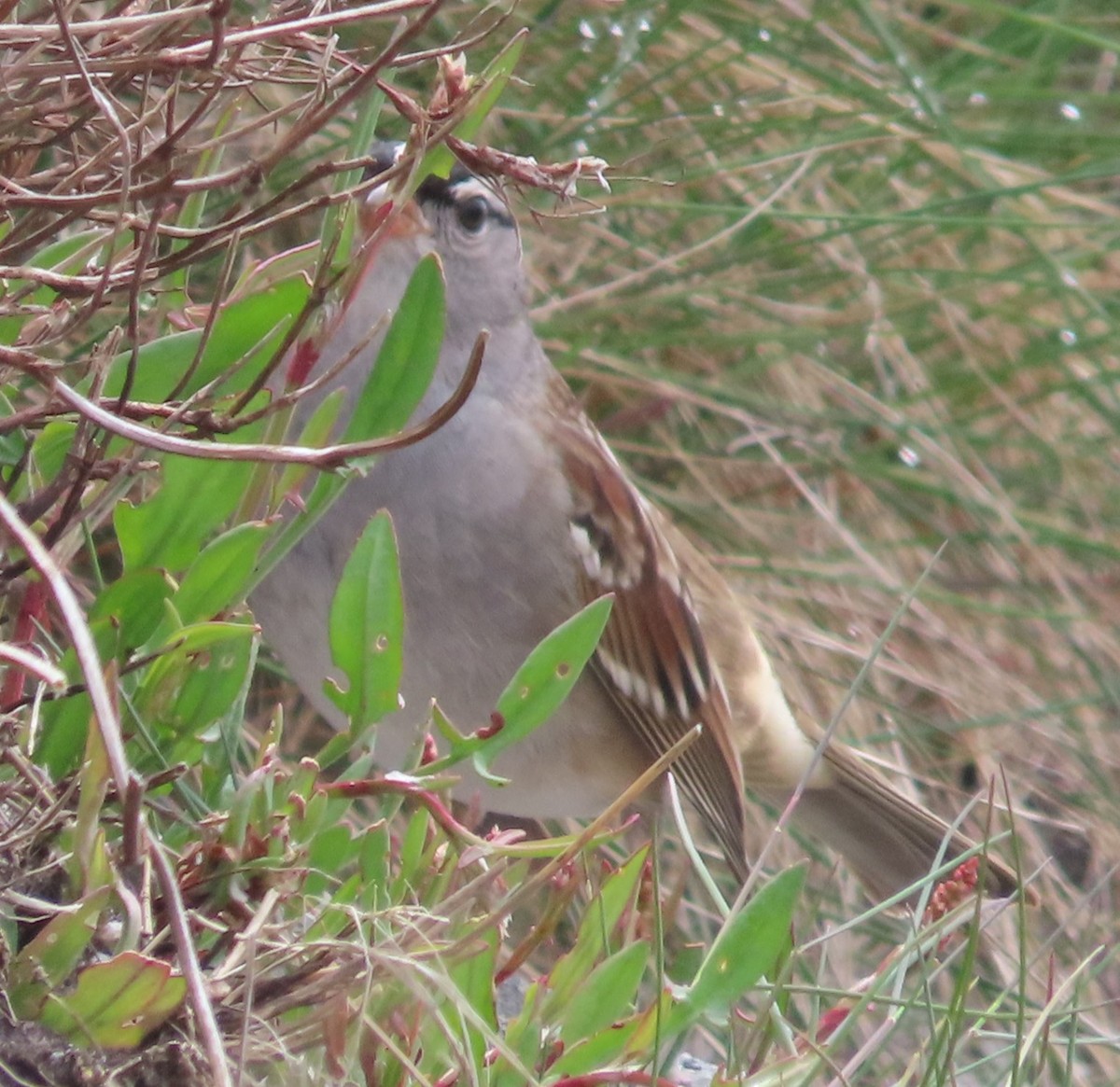 White-crowned Sparrow - ML619364471