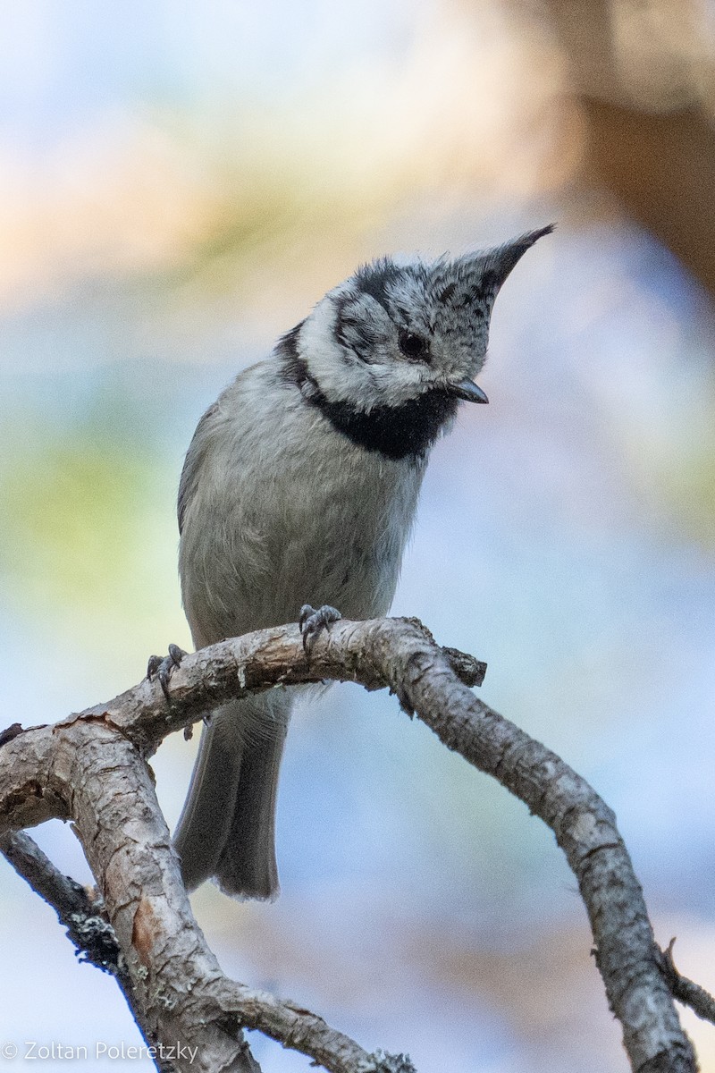 Crested Tit - ML619364478