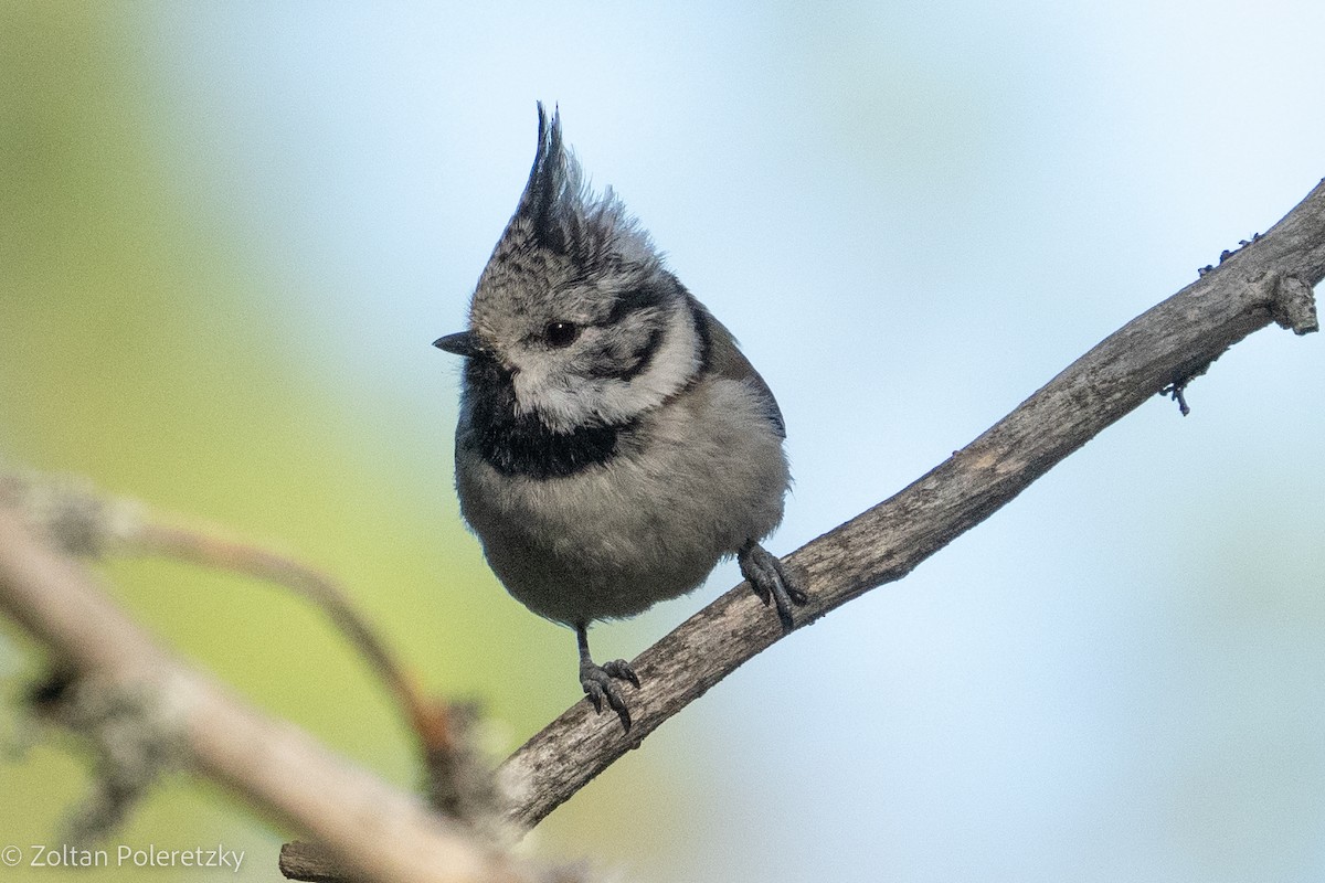 Crested Tit - ML619364479