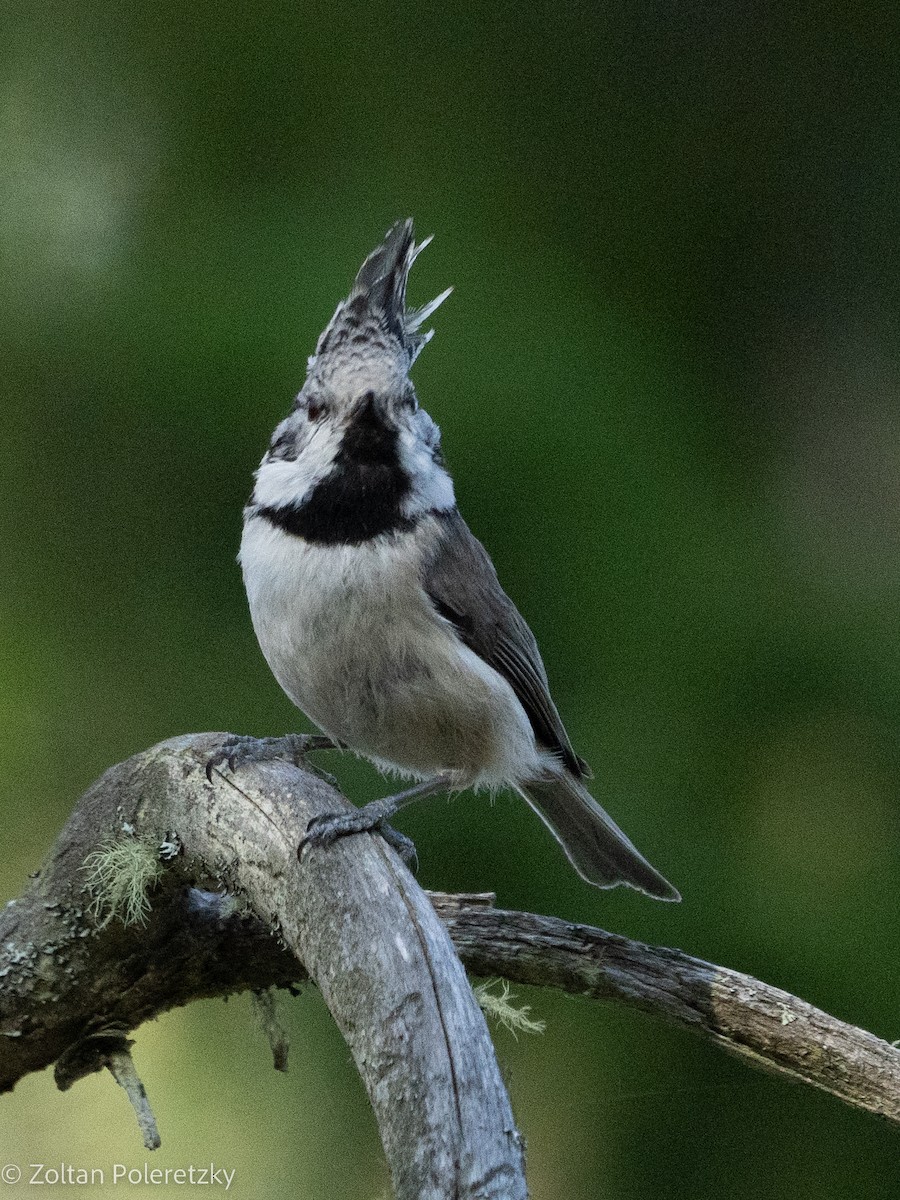 Crested Tit - ML619364480