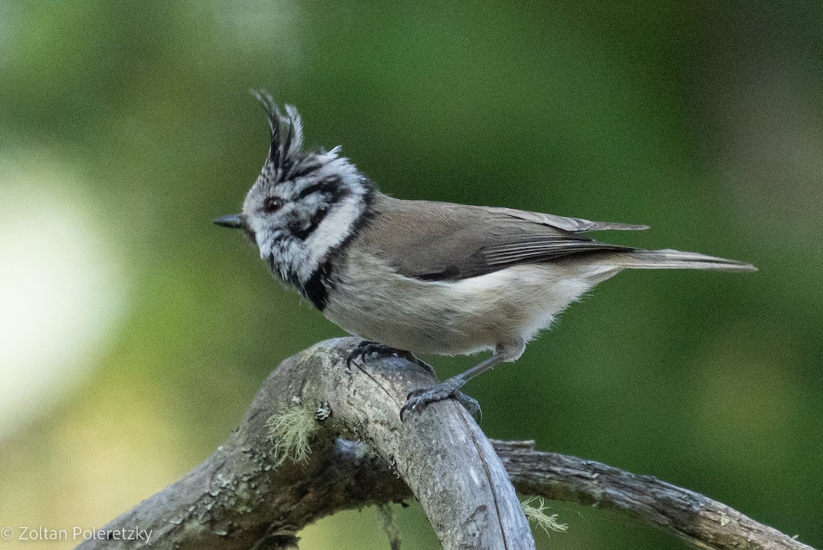 Crested Tit - ML619364481
