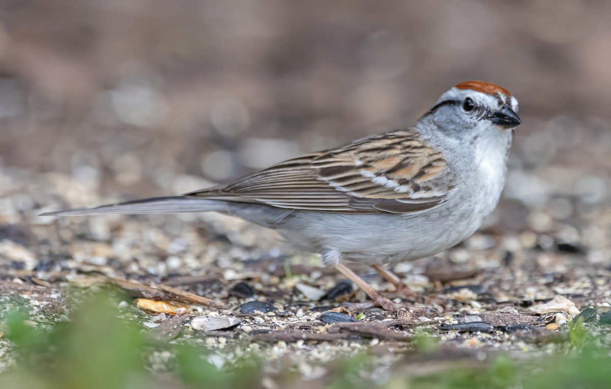Chipping Sparrow - ML619364510