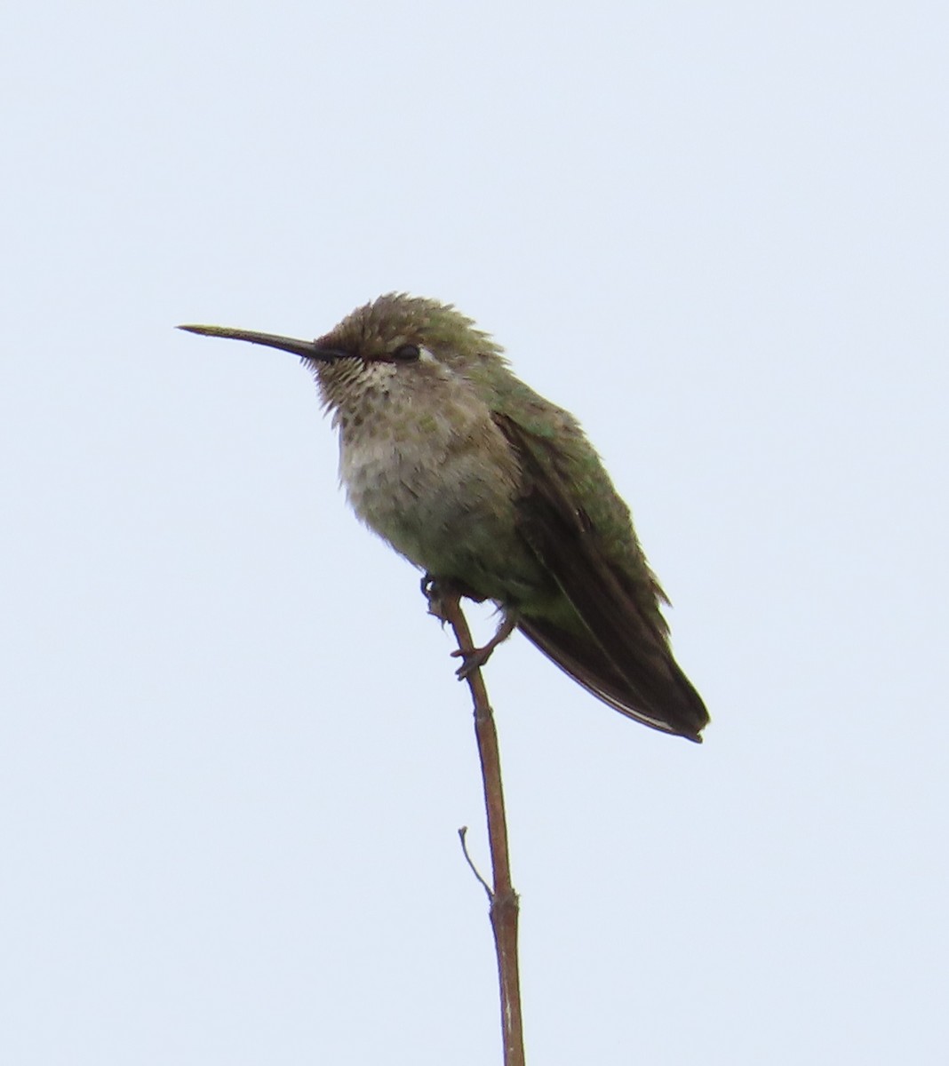 Anna's Hummingbird - ML619364518