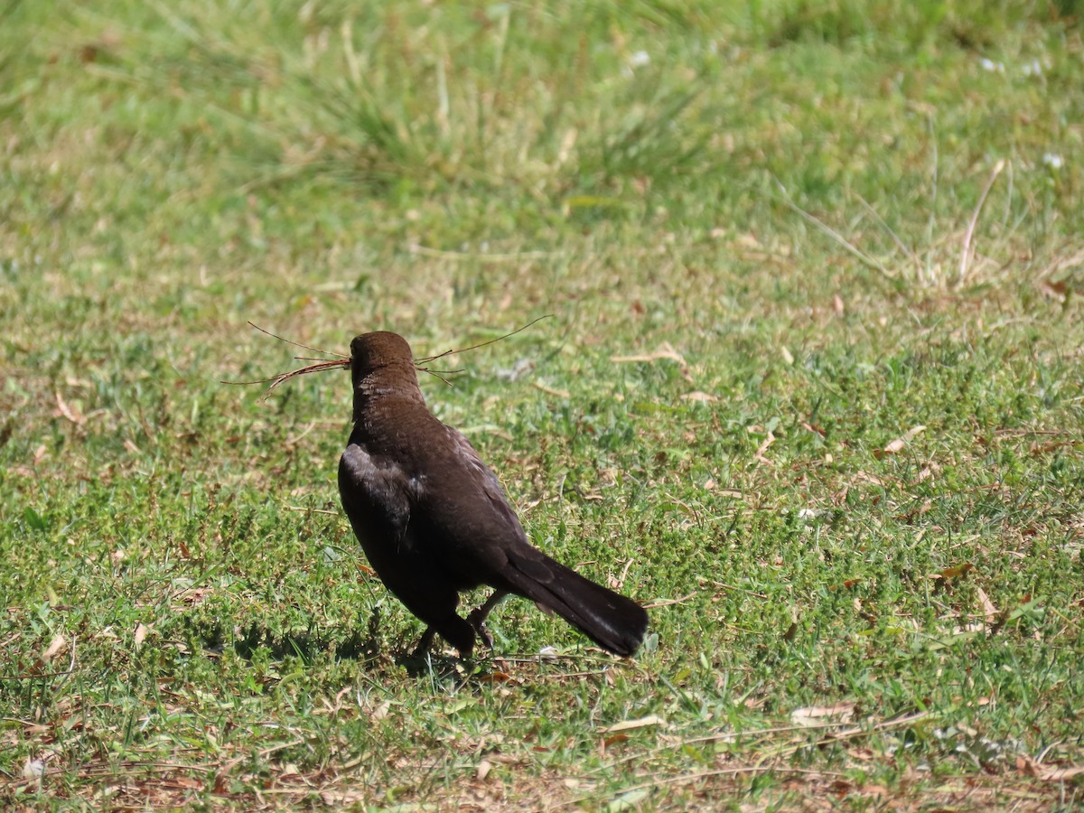 Great-tailed Grackle - ML619364624