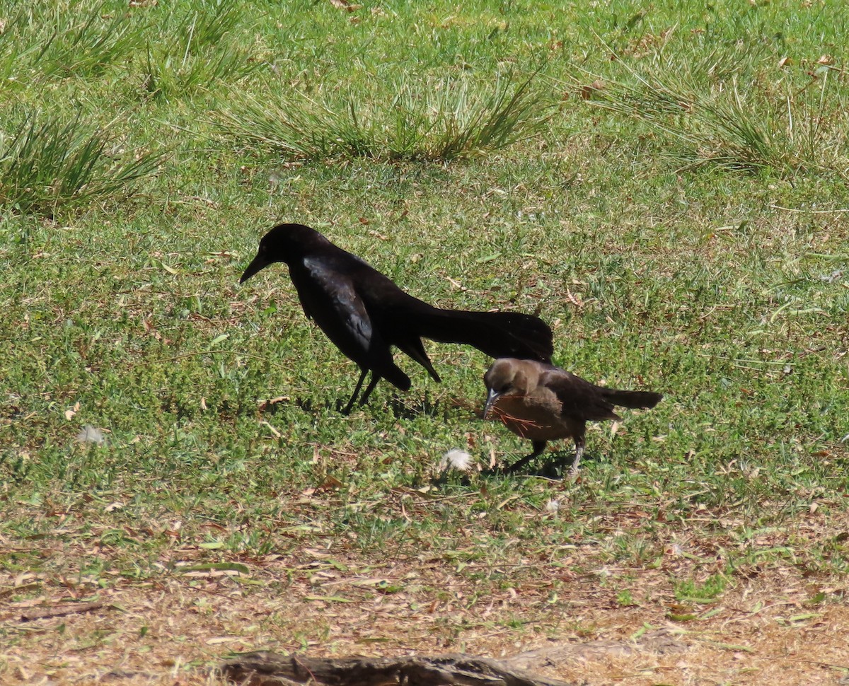 Great-tailed Grackle - ML619364632